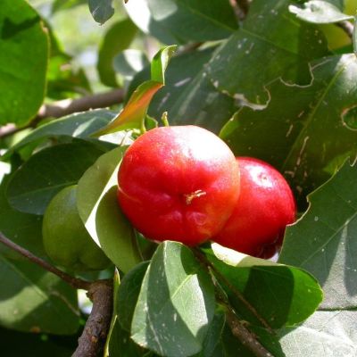 Polyphenols derived from Acerola Fruits, and related products ...